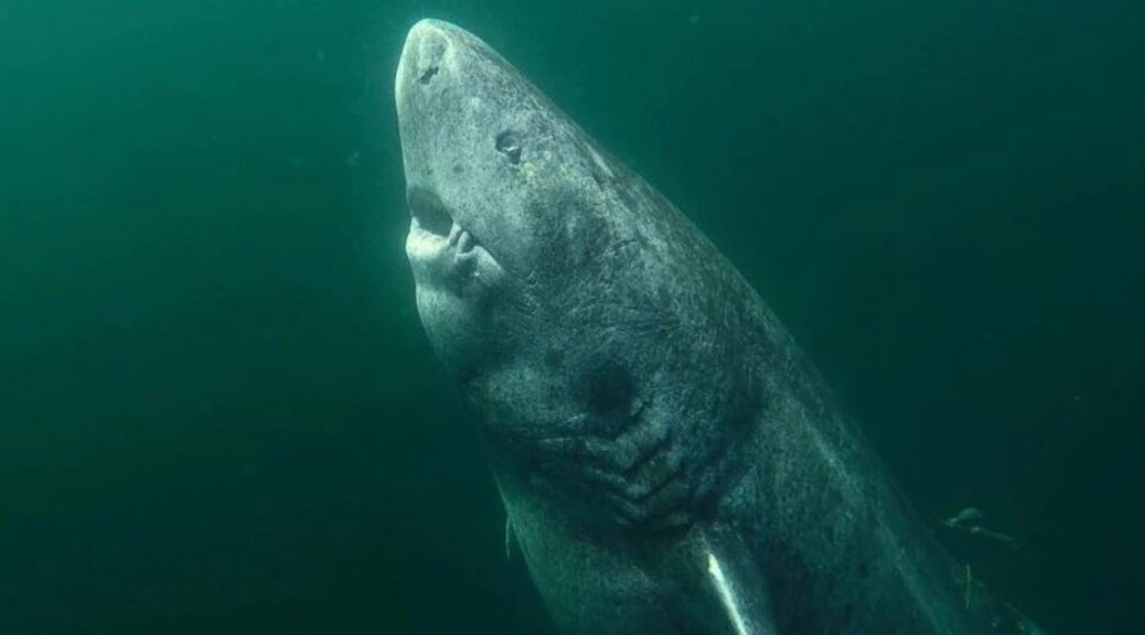 The Greenland shark spends most of its time deep underwater but comes to the surface to feed on large mammals