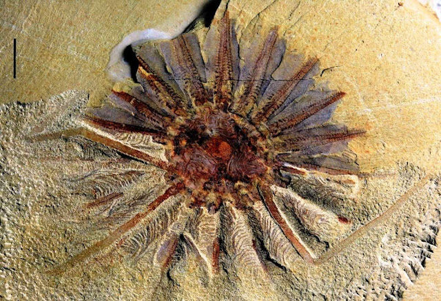 Ancient 520 million-year-old sea monster with 18 TENTACLES around its mouth discovered