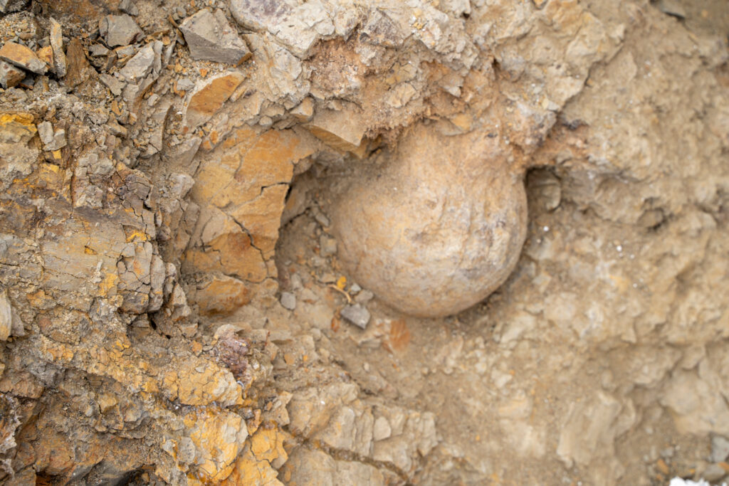 Researchers discover four dinosaurs in Montana