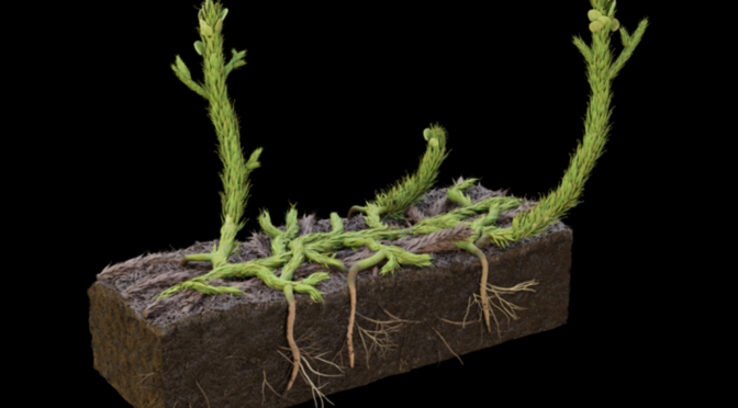 Scientists Reconstruct First-evolved Plant Roots Using 400-million-year-old Fossil