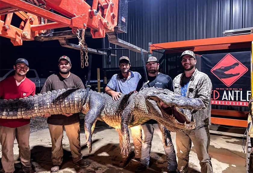 Ancient Artifacts Discovered in Stomach of Huge Mississippi Alligator