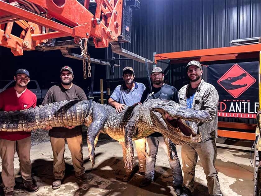 Ancient Artifacts Discovered in Stomach of Huge Mississippi Alligator