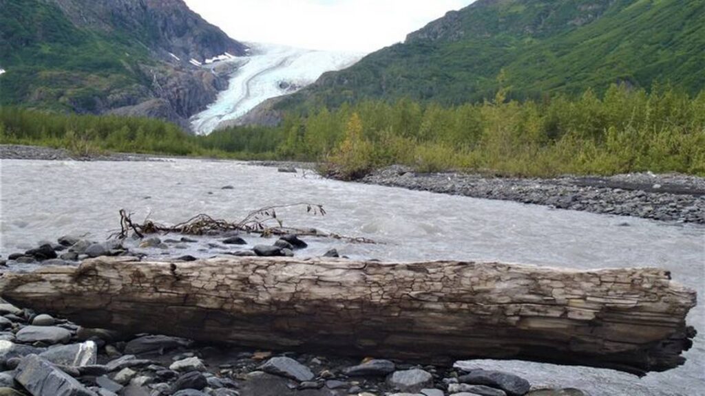 Melting glacier reveals forest entombed by ice 1,300 years ago in southern Alaska