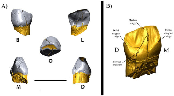 Neanderthal Tooth from Iran Dated to Middle Paleolithic Period