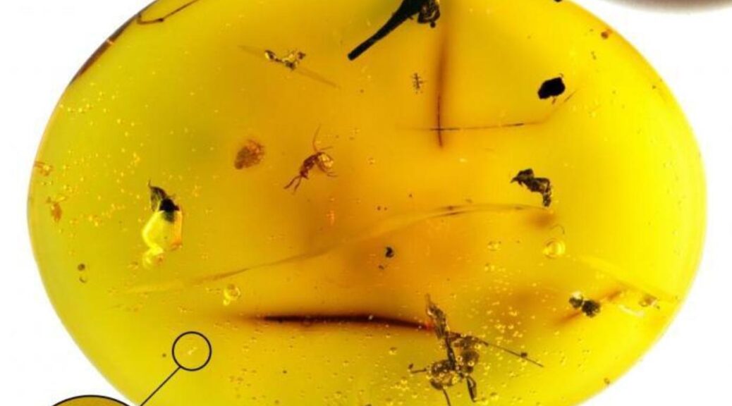 Scientists discover "once-in-a-generation" fossilized water bear in 16-million-year-old amber