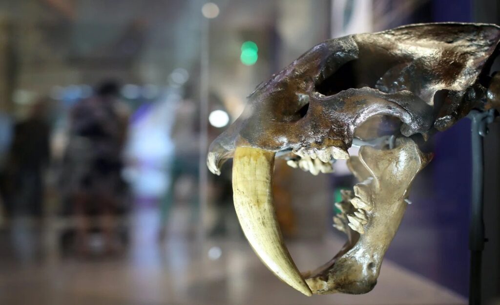 Newly identified American sabre-toothed cat species was larger than a tiger and hunted rhinos