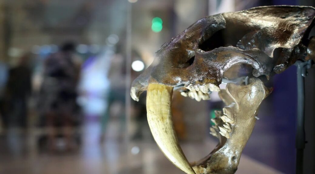 Newly identified American sabre-toothed cat species was larger than a tiger and hunted rhinos