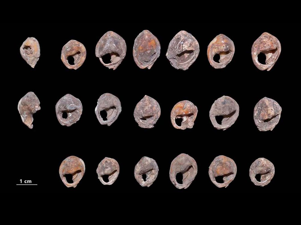 Shell beads found in Moroccan caves are at least 142,000 years old