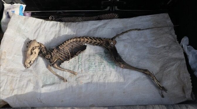 Turkish workers discover animal skeleton belonging to unknown species