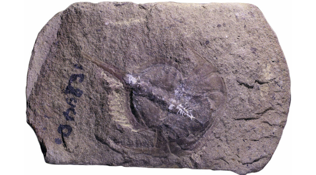 How fossilization preserved a 310-million-year-old horseshoe crab’s brain