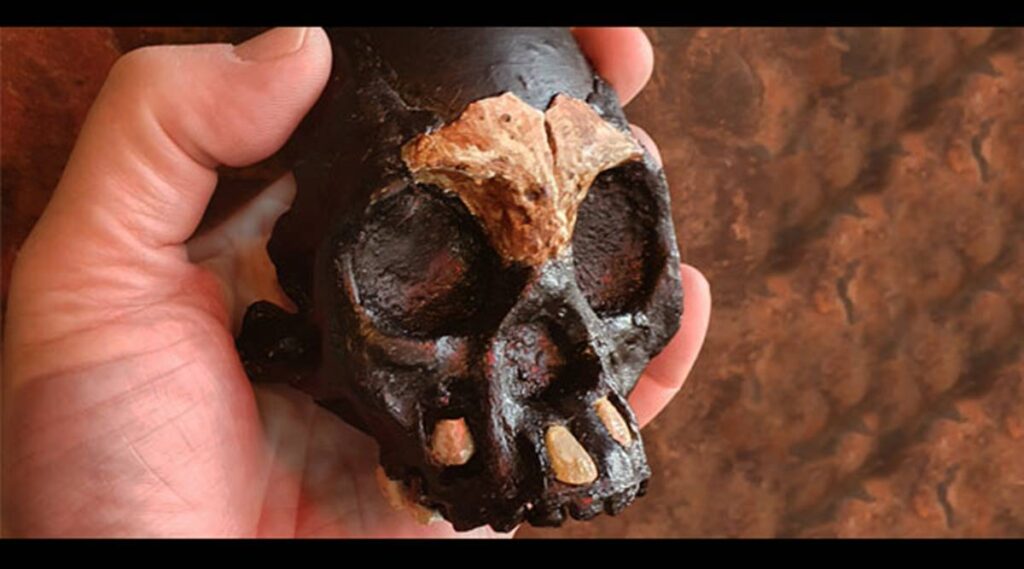 Fossil of early hominid child who died almost 250,000 years ago found in South Africa