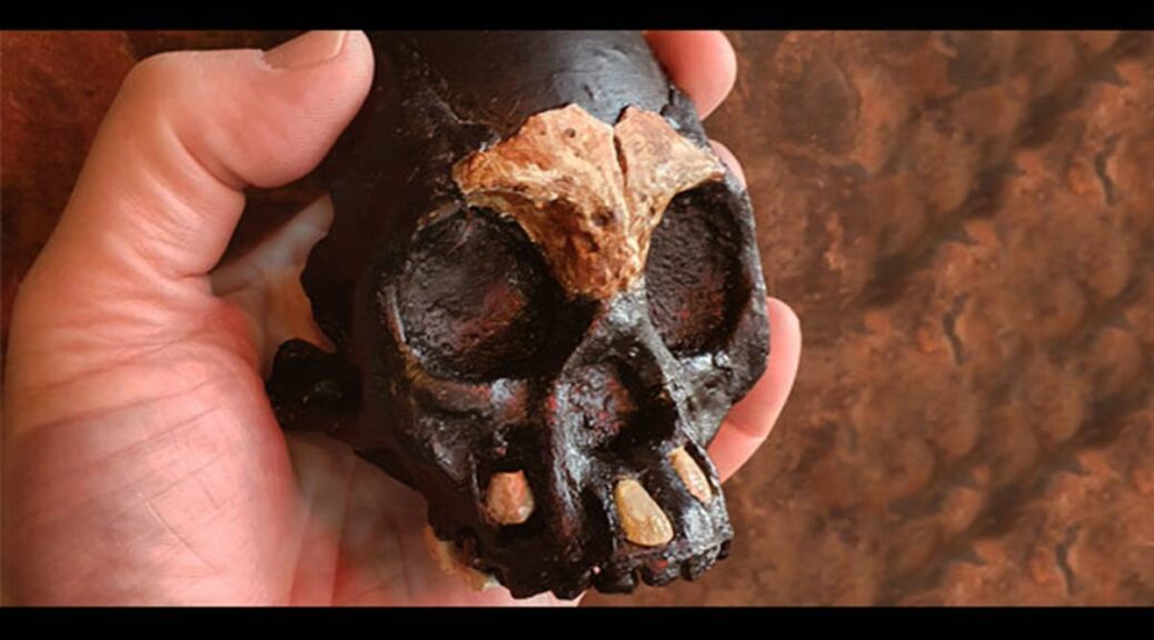 Fossil of early hominid child who died almost 250,000 years ago found in South Africa