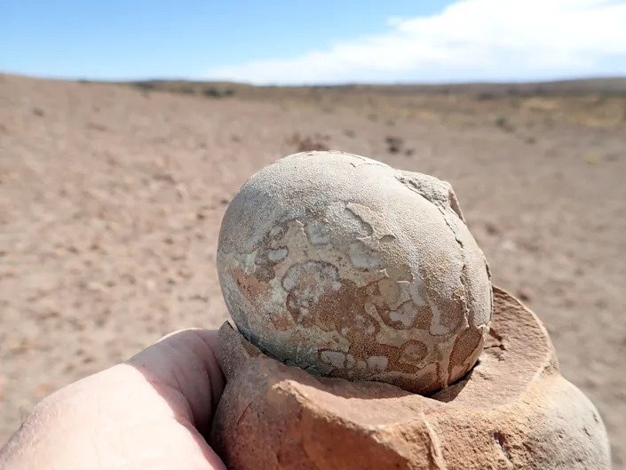 193-million-year-old nesting ground with more than 100 dinosaur eggs offers evidence that they lived in herds