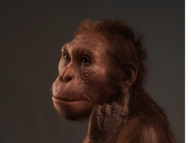 Ancient Human Relative, Australopithecus sediba, “Walked Like a Human, But Climbed Like an Ape”