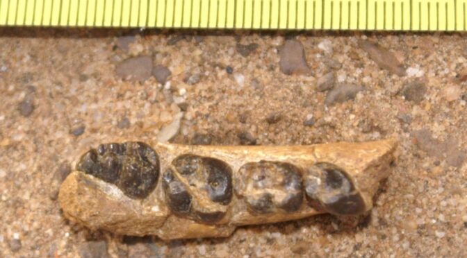 Fossilized monkey teeth help fill six million year gap in the evolution