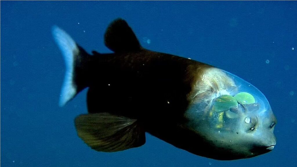 Alien-like fish with a translucent head that exposes its green eyes is spotted near California