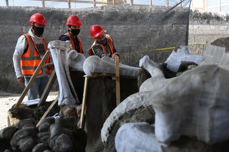 Mammoth graveyard unearthed at Mexico's new airport