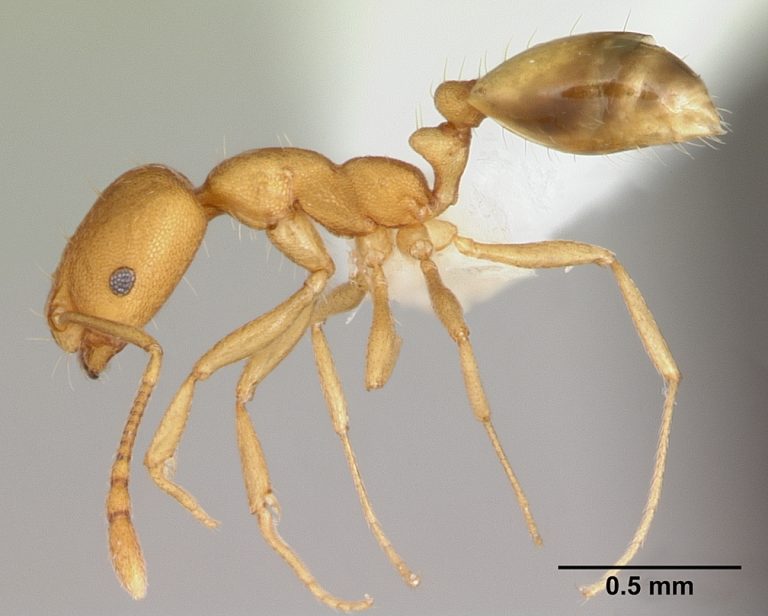 The Ant People legend of the Hopi Native Americans and connections to ...