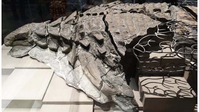 Armored Dinosaur’s Last Meal Found Preserved in Its Fossilized Belly