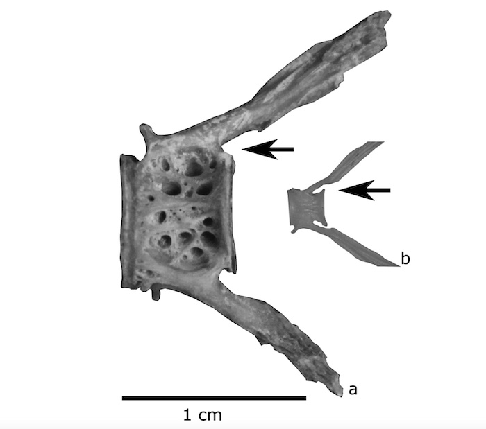 Archaeological dig reveals participants in California’s Gold Rush dined ...