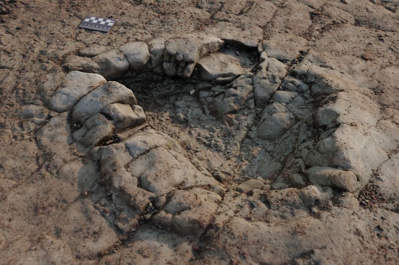 Rare 200-million-year-old dinosaur footprints discovered on beach in Wales, scientists believe