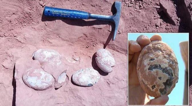 Brazil: Fossilised Eggs Dating 60-80 Mn Yrs Ago Belongs To Dinosaurs, Confirms Scientists