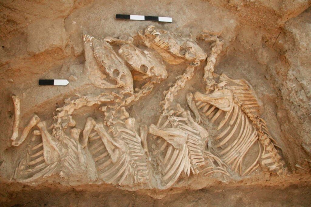 Hybrid animal in 4500-year-old tomb is earliest known bred by humans