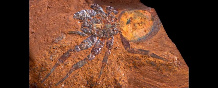 Mind-Blowing Fossil Site Found in 'Dead' Heart of Australia