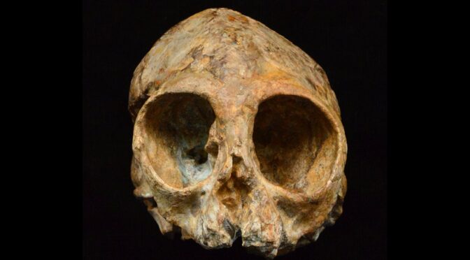Fossil child skull from 2.2 million years ago reveals how humans outsmarted the other great apes