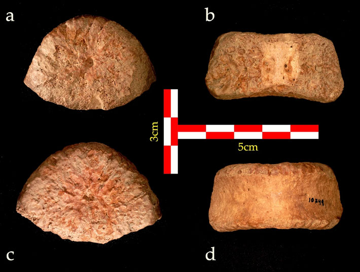 Hominin Bone in Israel Dated to 1.5 Million Years Ago