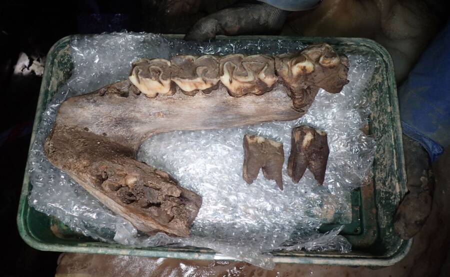 Ice Age 'megafauna' remains including a mammoth, rhino, hyena and wolf dating back up to 60,000 years are discovered in a Devon cave