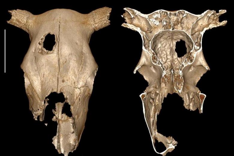 Holey cow! Evidence of Stone Age veterinary 'surgery'