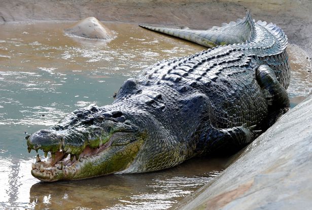 93-Million-Year-Old “Killer” Crocodile Discovered With a Baby Dinosaur in Its Stomach