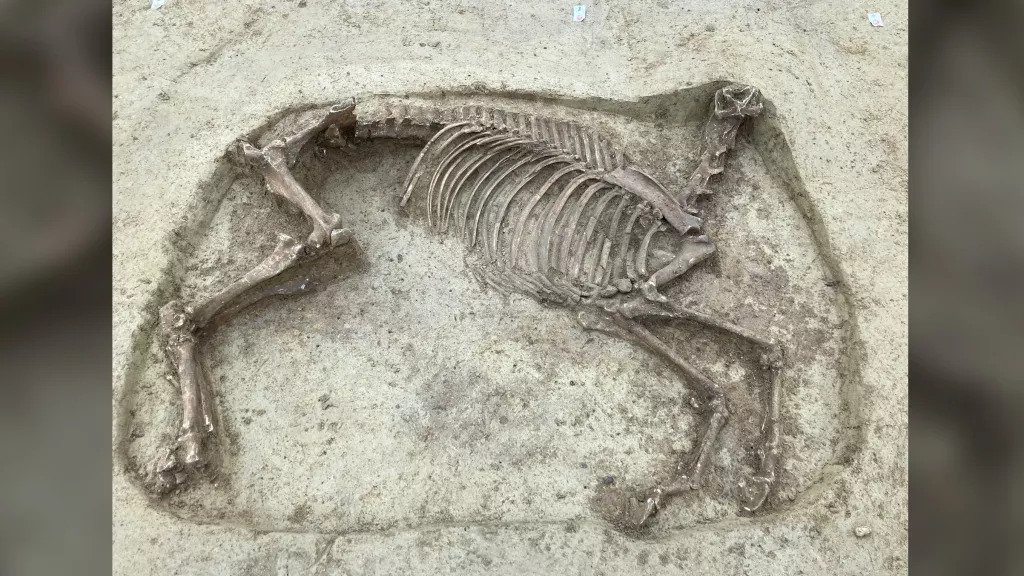 Headless HORSE skeleton with rider unearthed in a medieval graveyard in Germany