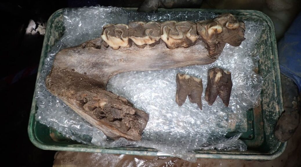 Woolly mammoth and rhino among Ice Age animals discovered in Devon cave