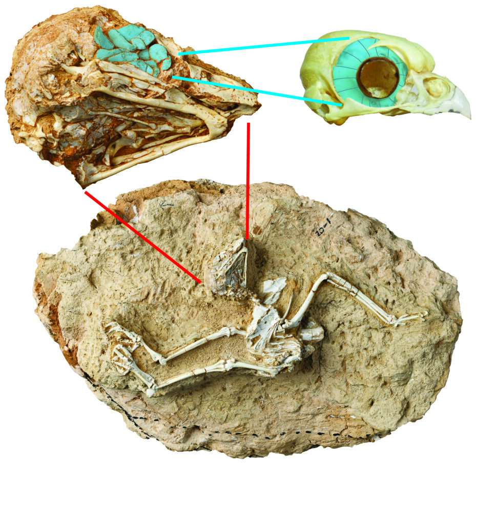 The first fossil of a daytime active owl found at the edge of the Tibetan Plateau
