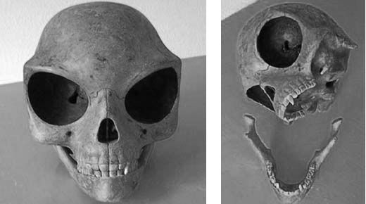Mysterious Alien Sealand skull found in Olstykke: Remains Of An Extraterrestrial