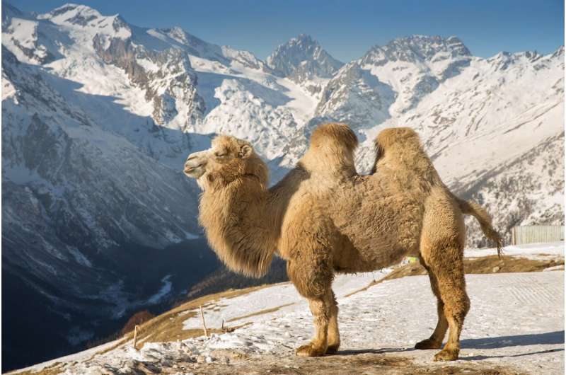 Palaeolithic People in Mongolia May Have Consumed Giant Camel