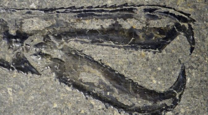 Well-preserved fossils could be a consequence of past global climate change