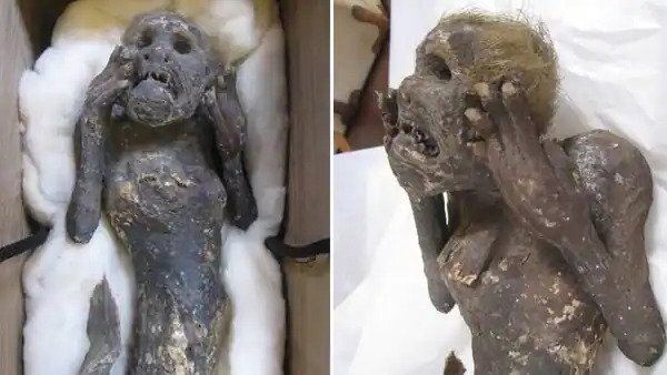 The mystery of a 300-year-old mummified ‘mermaid’ with a ‘human face’ and tail has baffled scientists