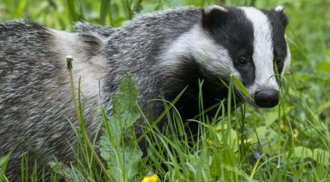 Foraging badger uncovers a hoard of more than 200 Roman coins dating back to the THIRD century in a Spanish cave