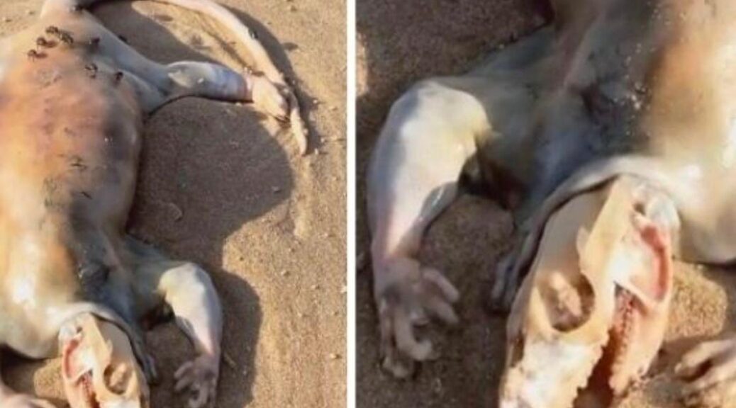 Man discovers "alien" creature's corpse washed up on Australian beach