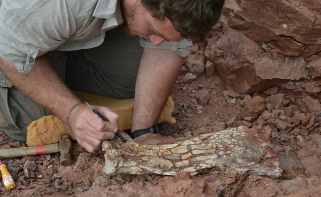 "Dragon Of Death" Flying Reptile Found. It Lived 86 Million Years Ago