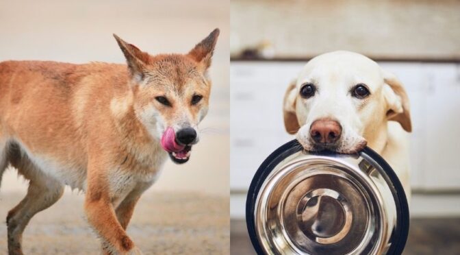 A new study shows how diet has transformed the ancient dog into a family pet