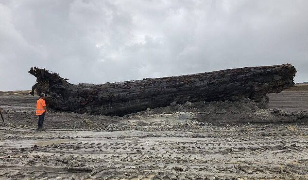 The 40,000-Year-Old log is found underneath New Zealand’s swamp