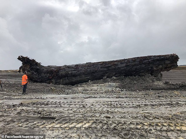 The 40,000-Year-Old log is found underneath New Zealand's swamp