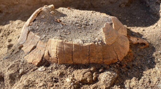 Pompeii: Ancient pregnant tortoise surprises archaeologists