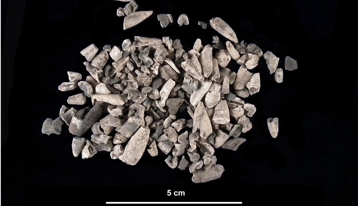 Remains at Bronze Age Funeral Pyre in Italy Analyzed