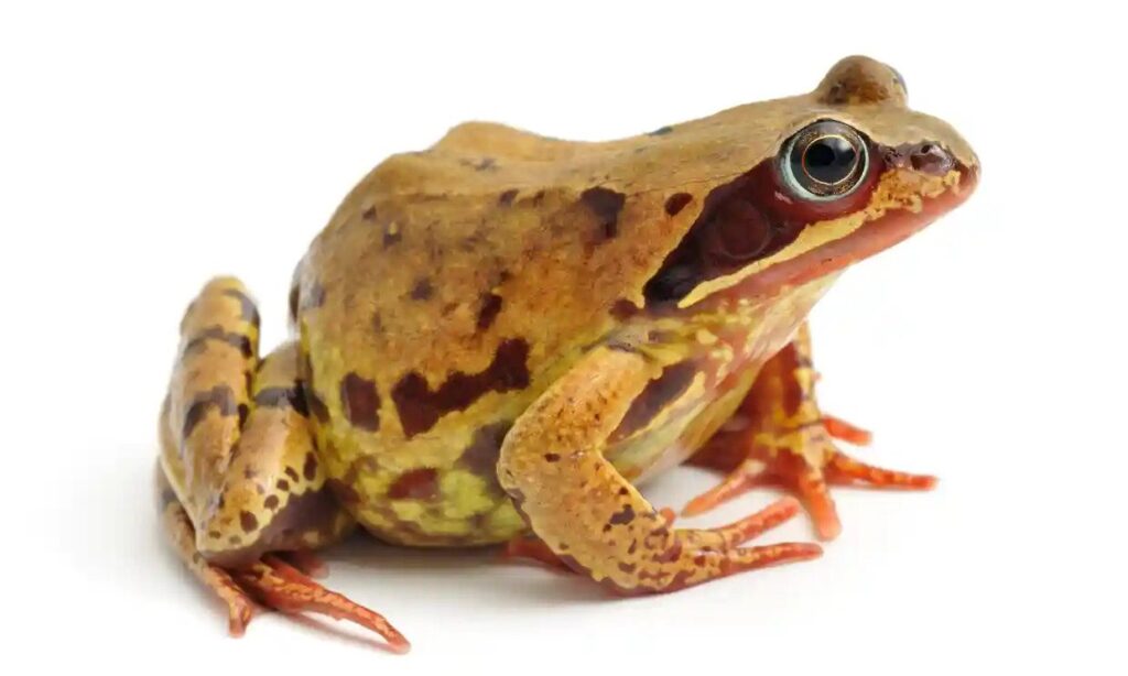 Remains of Thousands of Iron Age Frogs Uncovered in England