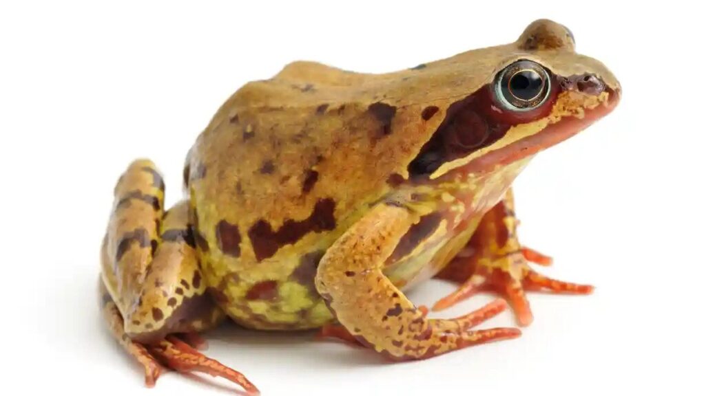 Remains of Thousands of Iron Age Frogs Uncovered in England